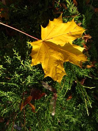  picture  Noorse_esdoorn |Acer_platanoides