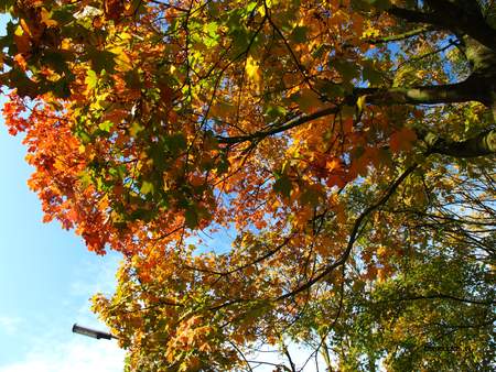  picture  Noorse_esdoorn |Acer_platanoides