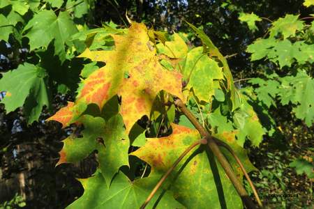  picture  Noorse_esdoorn |Acer_platanoides