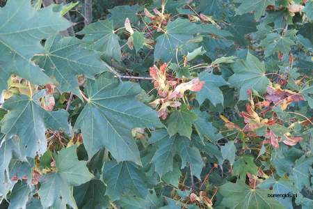  picture  Noorse_esdoorn |Acer_platanoides