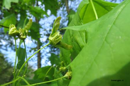  picture  Noorse_esdoorn |Acer_platanoides