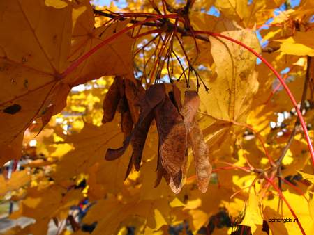  picture  Noorse_esdoorn |Acer_platanoides