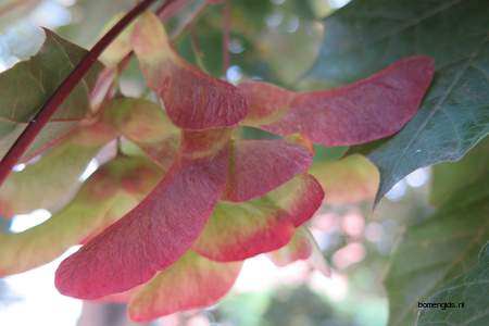  picture  Noorse_esdoorn |Acer_platanoides