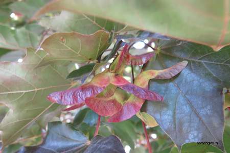  picture  Noorse_esdoorn |Acer_platanoides