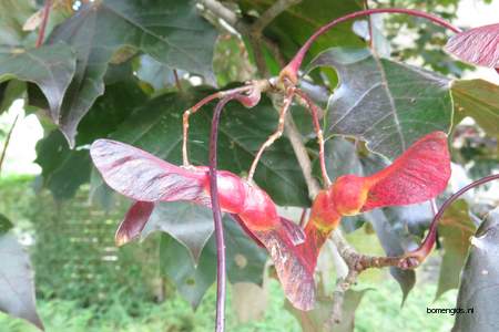  picture  Noorse_esdoorn |Acer_platanoides