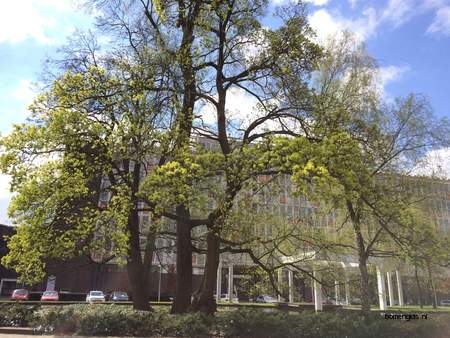  picture  Noorse_esdoorn |Acer_platanoides