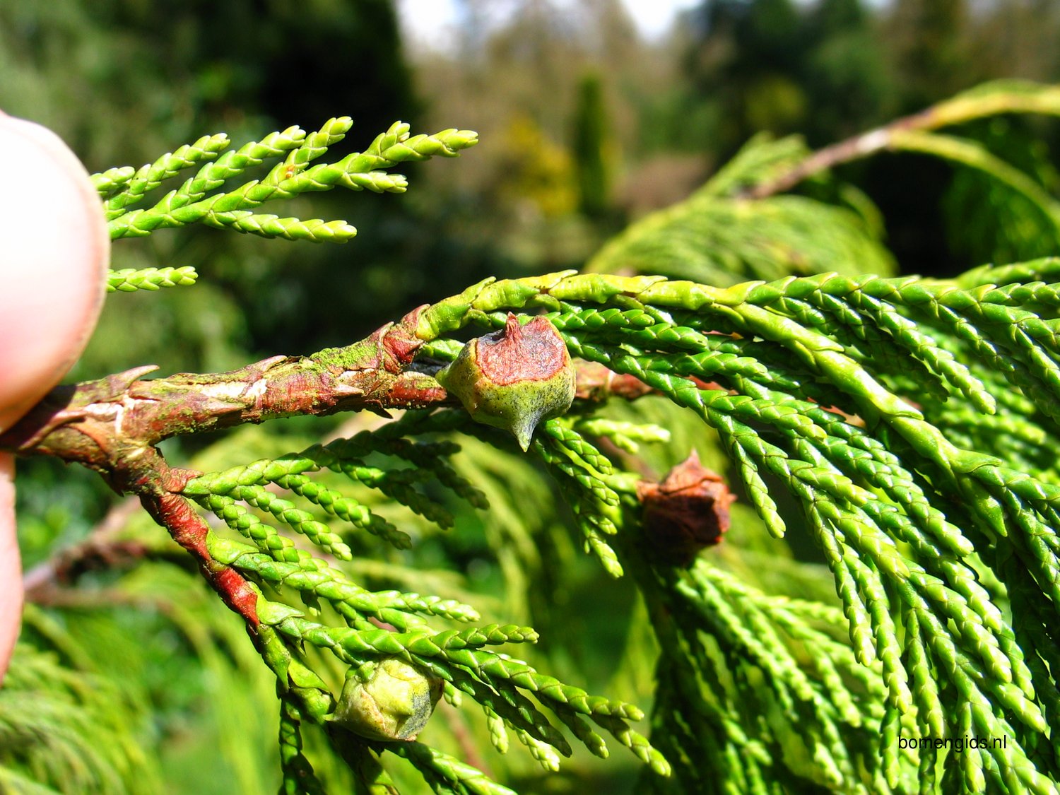 в волосах спутанные веточки листья. весна почки листочки. первые листочки. кончике ветки листочки. ель обыкновенная хвоя.