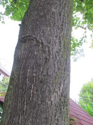  picture  Okkernoot--Walnoot |Juglans_regia