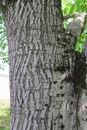  picture  Okkernoot--Walnoot |Juglans_regia