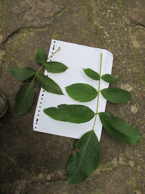  picture  Okkernoot--Walnoot |Juglans_regia