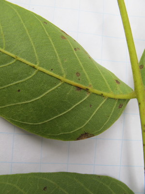  picture  Okkernoot--Walnoot |Juglans_regia