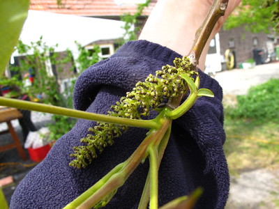  picture  Okkernoot--Walnoot |Juglans_regia