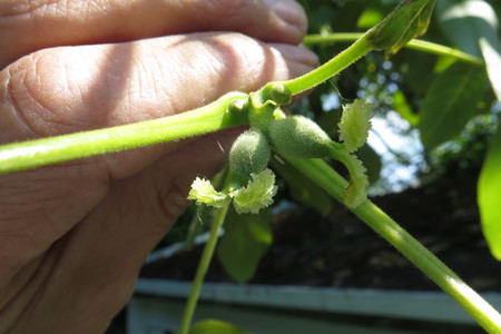  picture  Okkernoot--Walnoot |Juglans_regia