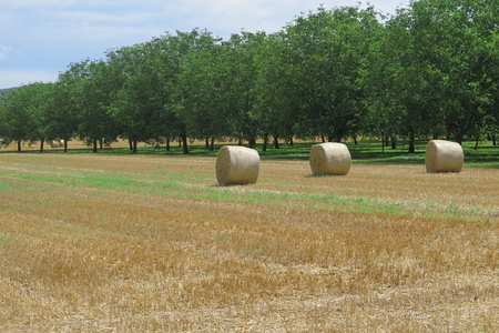  picture  Okkernoot--Walnoot |Juglans_regia