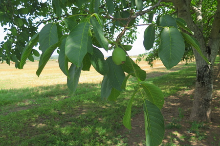  picture  Okkernoot--Walnoot |Juglans_regia