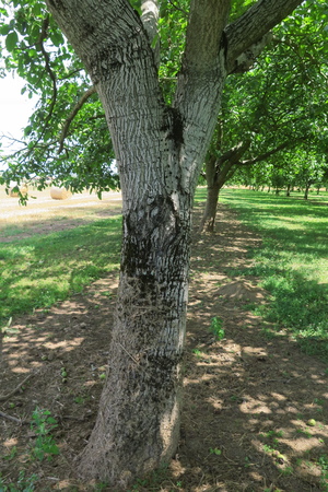  picture  Okkernoot--Walnoot |Juglans_regia