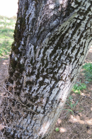  picture  Okkernoot--Walnoot |Juglans_regia