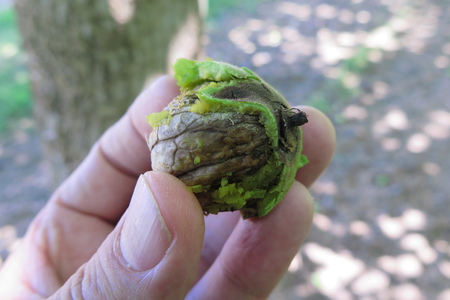  picture  Okkernoot--Walnoot |Juglans_regia