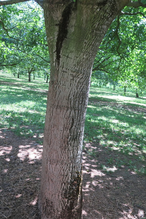  picture  Okkernoot--Walnoot |Juglans_regia