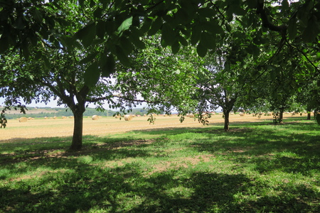  picture  Okkernoot--Walnoot |Juglans_regia