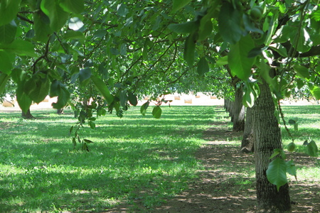  picture  Okkernoot--Walnoot |Juglans_regia