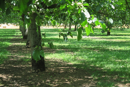  picture  Okkernoot--Walnoot |Juglans_regia