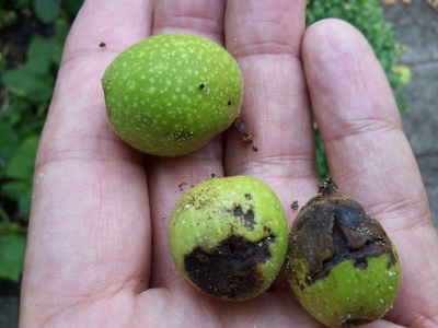  picture  Okkernoot--Walnoot |Juglans_regia