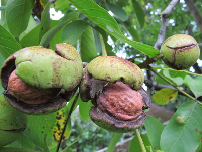  picture  Okkernoot--Walnoot |Juglans_regia