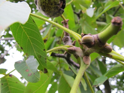  picture  Okkernoot--Walnoot |Juglans_regia