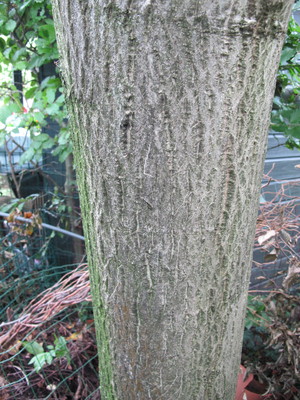  picture  Okkernoot--Walnoot |Juglans_regia