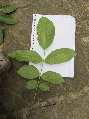  picture  Okkernoot--Walnoot |Juglans_regia