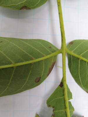  picture  Okkernoot--Walnoot |Juglans_regia