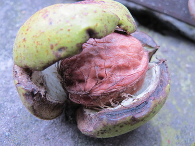  picture  Okkernoot--Walnoot |Juglans_regia