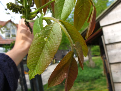  picture  Okkernoot--Walnoot |Juglans_regia