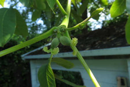  picture  Okkernoot--Walnoot |Juglans_regia