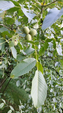  picture  Okkernoot--Walnoot |Juglans_regia