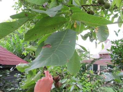  picture  Okkernoot--Walnoot |Juglans_regia