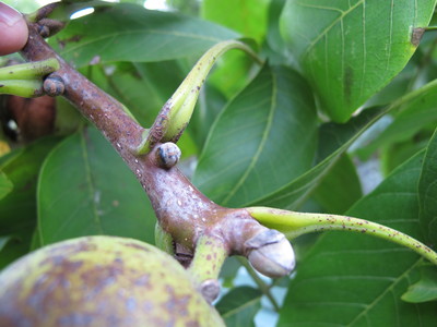  picture  Okkernoot--Walnoot |Juglans_regia