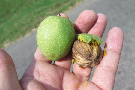  picture  Okkernoot--Walnoot |Juglans_regia