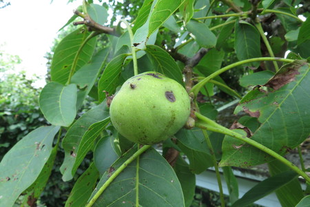  picture  Okkernoot--Walnoot |Juglans_regia