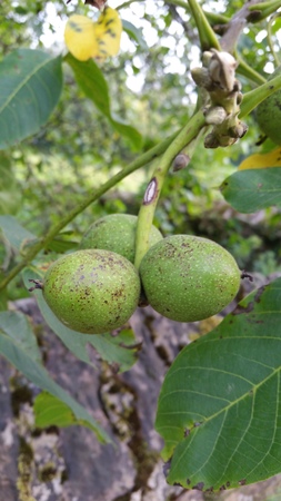  picture  Okkernoot--Walnoot |Juglans_regia