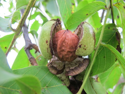  picture  Okkernoot--Walnoot |Juglans_regia