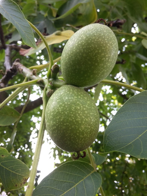  picture  Okkernoot--Walnoot |Juglans_regia