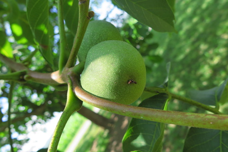  picture  Okkernoot--Walnoot |Juglans_regia