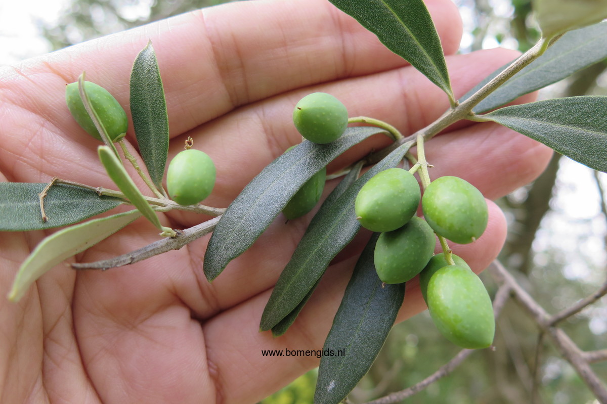 Herken de boomsoort NL: Olijf; Latin: Olea europaea; UK: Olive; GE