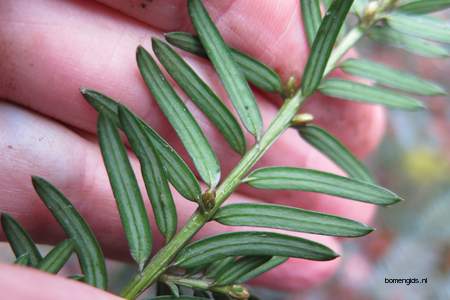  picture  Oosterse_hemlockspar |Tsuga_canadensis