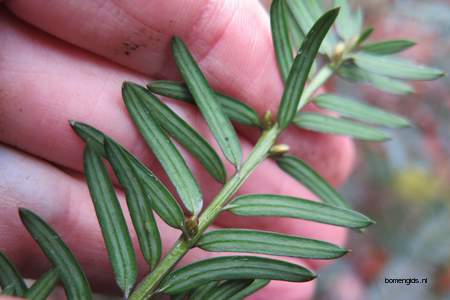  picture  Oosterse_hemlockspar |Tsuga_canadensis