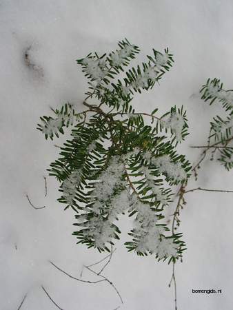  picture  Oosterse_hemlockspar |Tsuga_canadensis