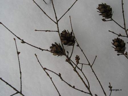  picture  Oosterse_hemlockspar |Tsuga_canadensis