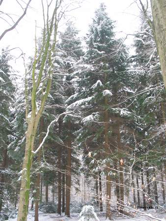  picture  Oosterse_hemlockspar |Tsuga_canadensis